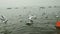Boats, Birds and Yamuna river.