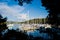 Boats at marina through trees