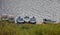 Boats with outboard motors on  traditional unguarded parking lot on river in Siberia