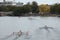 Boats Race in the Head of the charles