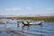 Boats on the reed shore of Titicaca lake in Bolivia