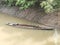 BOATS ON UNUSED RIVERS IN RURAL BANGLADESH