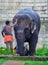 Bob Cut sengamalam| World Famous Elephant in unique Hairstyle