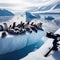 A bob of seals recline on an arctic ice shelf, forever vigilant