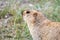 Bobak marmot closeup in grass