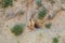 Bobak marmot stands on hind legs near to its hole and whistles