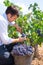 Bobal harvesting with harvester farmer winemaker