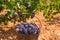 Bobal harvesting with wine grapes harvest