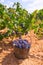 Bobal harvesting with wine grapes harvest