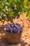 Bobal harvesting with wine grapes harvest