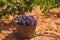 Bobal harvesting with wine grapes harvest