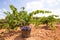 Bobal harvesting with wine grapes harvest