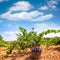 Bobal harvesting with wine grapes harvest