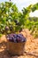 Bobal harvesting with wine grapes harvest