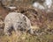 Bobcat adult in Fall colors in Montana