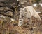 Bobcat adult in Fall colors in Montana