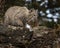 Bobcat adult in Fall colors in Montana