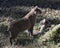    Bobcat animal couple interaction