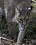 Bobcat animal photo.  Bobcat animal head close-up profile view.