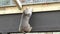 Bobcat in animal sanctuary hanging and climbing on wall