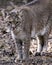 Bobcat Animal Stock Photos. Image. Portrait. Picture. Close-up profile view. Bokeh background