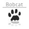 Bobcat animal track