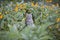 Bobcat balsamroot flowers wildlife wilderness