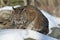 Bobcat crouching in the snow