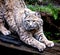 Bobcat with detailed fur markings sharpening claws on log