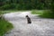 Bobcat in the Everglades