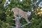 Bobcat feline on tree stump