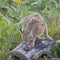 Bobcat female cat wildlife kitten on log