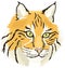 bobcat head animal vector illustration transparent background
