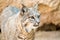 Bobcat head shot , Arizona