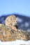 Bobcat hunting for food in mountains