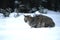 Bobcat Hunting in Snow