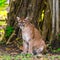 Bobcat in the jungle