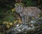 Bobcat kitten in Fall colors in Montana