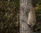 Bobcat kitten in Fall colors in Montana