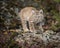 Bobcat kitten in Fall colors in Montana