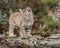 Bobcat kitten in Fall colors in Montana