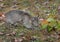 Bobcat Kitten (Lynx rufus) Cautiously Checks Leaves