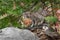 Bobcat Kitten (Lynx rufus) Climbs About on Log