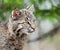 Bobcat Kitten (Lynx rufus) Looks Right Closeup