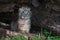 Bobcat Kitten Lynx rufus Sits Upright in Log