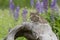 Bobcat Kitten with Purple Wildflowers in Background
