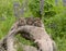 The Bobcat Kittens Posing on a Log