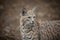 Bobcat at Lakota Wolf Preserve