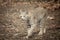 Bobcat at Lakota Wolf Preserve