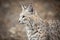Bobcat at Lakota Wolf Preserve